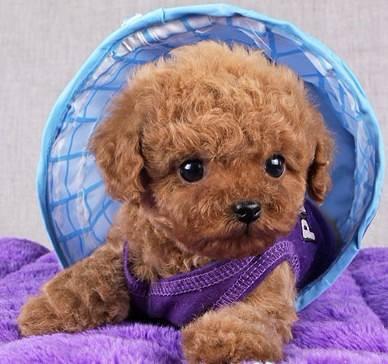 应该怎么饲养泰迪犬才好?5个科学喂养泰迪的方法(图1)