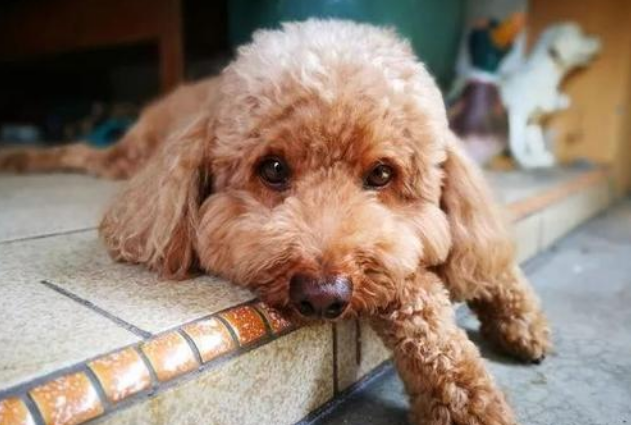 应该怎么饲养泰迪犬才好?5个科学喂养泰迪的方法(图5)