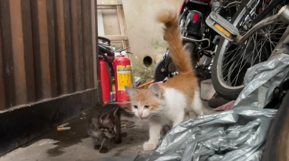 流浪母猫捡回一只流浪小奶猫,彼此相依为命(图1)