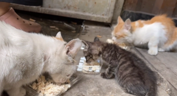 流浪母猫捡回一只流浪小奶猫,彼此相依为命(图2)