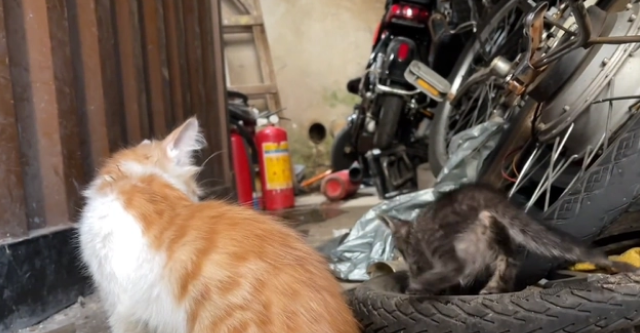流浪母猫捡回一只流浪小奶猫,彼此相依为命(图3)