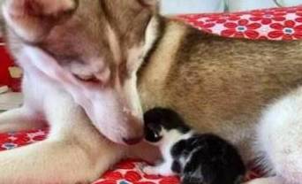 橘猫一口气生了10个,二哈都没空拆家了,天天帮着带娃,笑哭主人(图2)