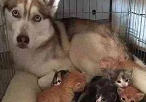 橘猫一口气生了10个,二哈都没空拆家了,天天帮着带娃,笑哭主人(图3)