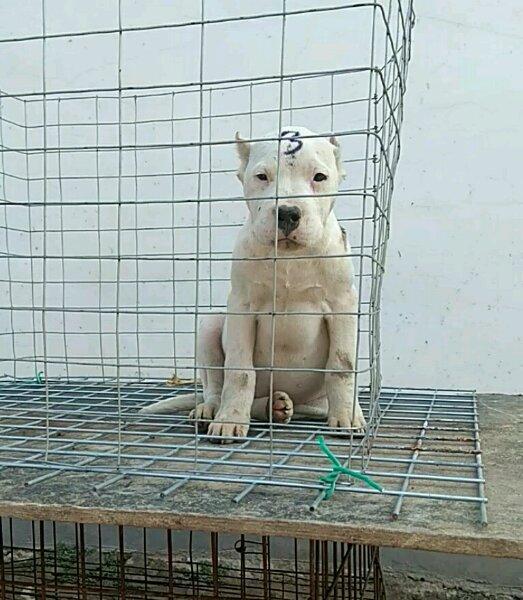 想要买杜高犬不知道怎么挑选?健康的杜高犬挑选方法(图1)