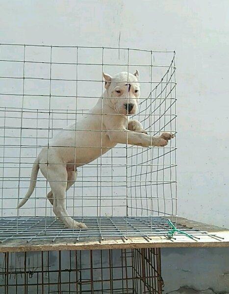 想要买杜高犬不知道怎么挑选?健康的杜高犬挑选方法(图2)