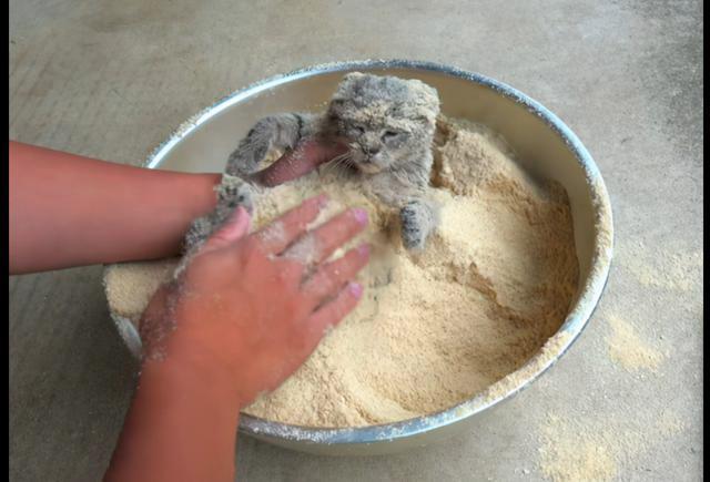 主人给猫全身涂满米糠粉,还以为要下油锅,猫:隔壁小孩都馋哭了(图3)