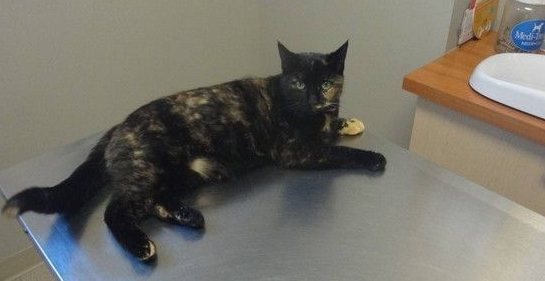 女子对动物毛严重过敏 却对这只玳瑁猫免疫(图2)