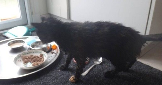 女子对动物毛严重过敏 却对这只玳瑁猫免疫(图1)