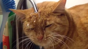 橘猫凑近水龙头脸全湿 一边洗头一边喝水(图1)
