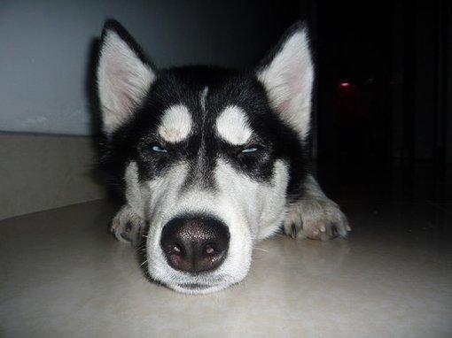 哈士奇好养吗?要养哈士奇就要做好准备,分解哈士奇的优缺点!(图2)