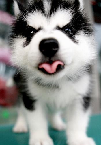 哈士奇好养吗?要养哈士奇就要做好准备,分解哈士奇的优缺点!(图1)