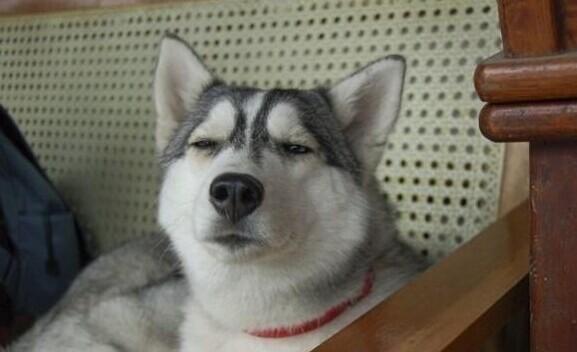 哈士奇好养吗?要养哈士奇就要做好准备,分解哈士奇的优缺点!(图3)