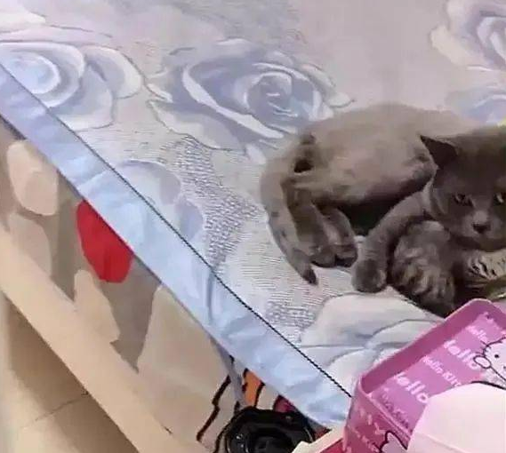 一开门就看到两只猫咪抱在一起,主人默默关上了门,对不起打扰了(图1)