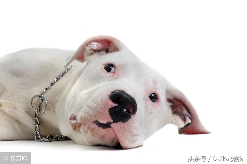 杜高犬幼犬要怎么养?杜高犬幼犬的喂养需要主人多多关注(图2)