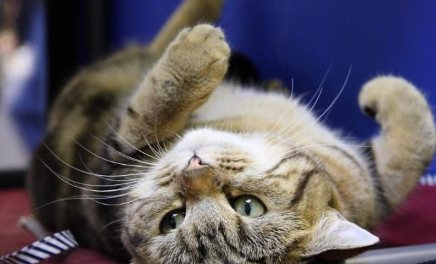 猫咪去爪术因太残忍被禁,原来猫咪没爪后果这么严重!(图1)