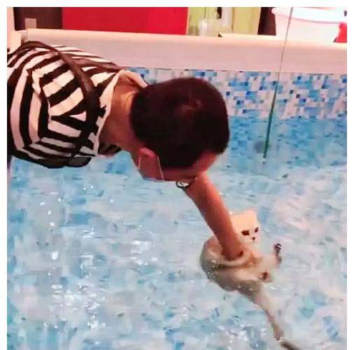 女子把猫咪送宠物店,下班回来进屋一看,拍照发朋友圈(图3)