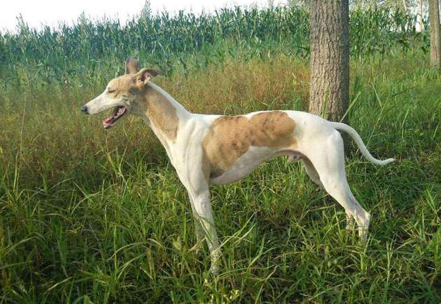 “中华田园犬”的种类有多少?田园犬都有哪些品种?(图2)