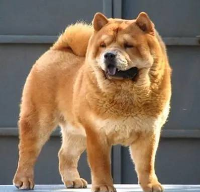 “中华田园犬”的种类有多少?田园犬都有哪些品种?(图3)