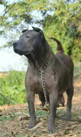 “中华田园犬”的种类有多少?田园犬都有哪些品种?(图4)