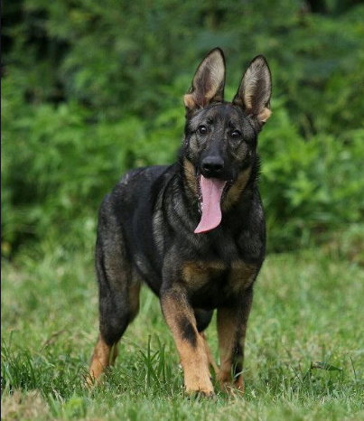 “中华田园犬”的种类有多少?田园犬都有哪些品种?(图5)