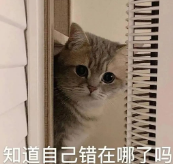 网友户外露营,一觉醒来发现身边多了一只猫(图1)