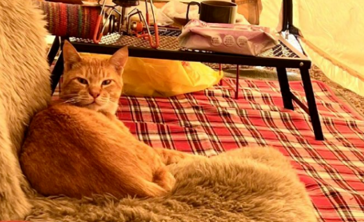 网友户外露营,一觉醒来发现身边多了一只猫(图2)