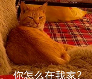 网友户外露营,一觉醒来发现身边多了一只猫(图3)