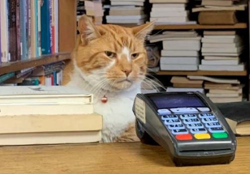 网友户外露营,一觉醒来发现身边多了一只猫(图4)