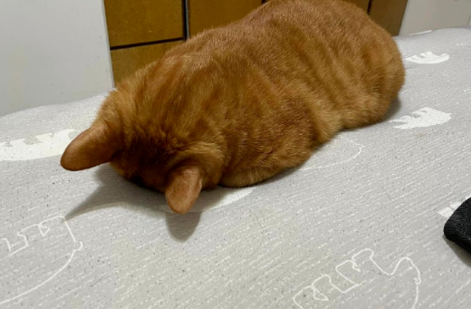 网友户外露营,一觉醒来发现身边多了一只猫(图5)