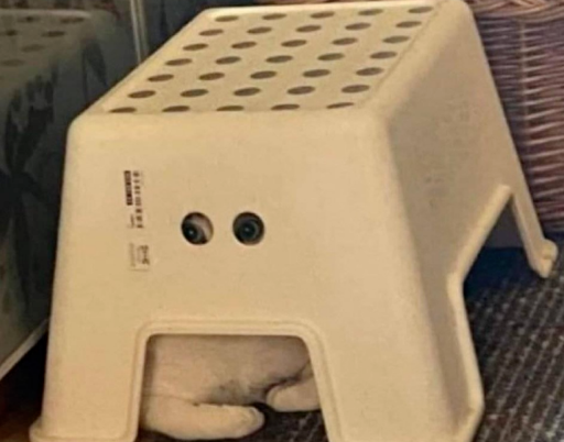 网友户外露营,一觉醒来发现身边多了一只猫(图6)