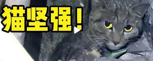 猫坚强!被困通风井3个月,成功获救(图1)