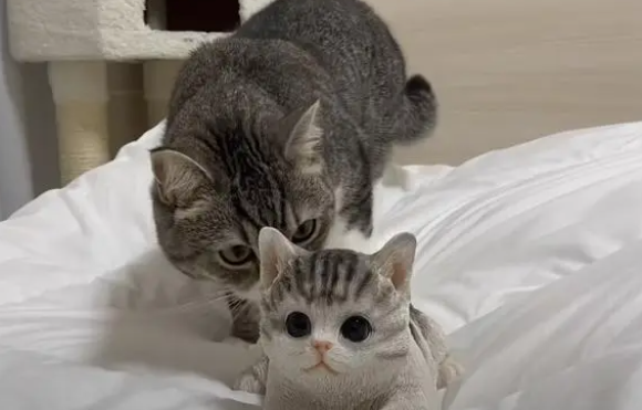 小猫咪太可爱了,简直是行走的表情包(图1)