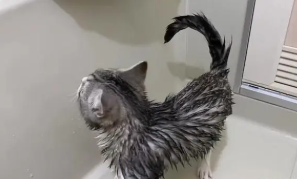 小猫咪太可爱了,简直是行走的表情包(图2)