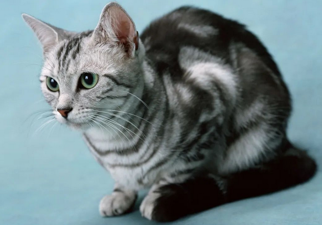 大学生在宠物店兼职被猫咬伤,去治疗却被斥小题大做……(图1)