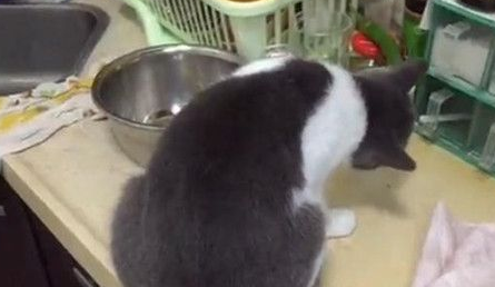 睡到半夜被奇异的怪声惊醒 竟是猫咪啃辣椒(图1)