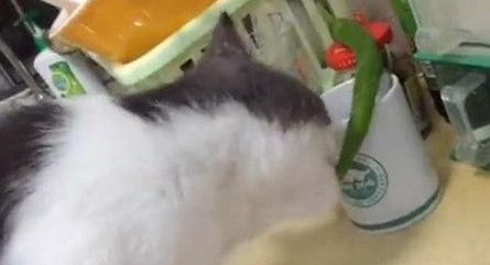 睡到半夜被奇异的怪声惊醒 竟是猫咪啃辣椒(图2)