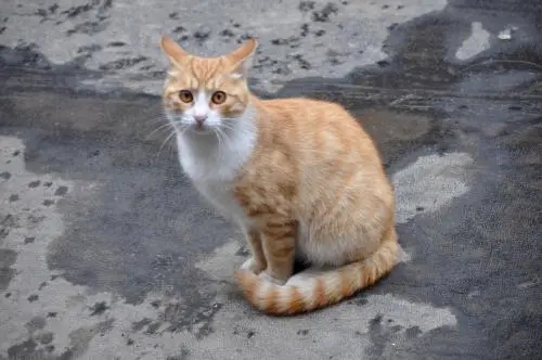 流浪猫躲在门口,偷看宠物猫,当看清它的眼神时,我哭了!(图2)