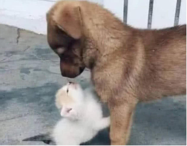 女主下班回家时,发现小奶猫不见了,走到院子,仔细一看吓一跳(图1)