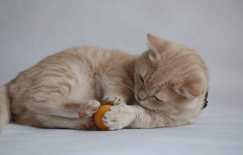 亲戚看宠物被扔掉 | 来京旅游的亲戚趁主人不在把老猫扔了(图1)