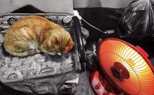 家里忽然多了只猫!还与原住民相拥而眠,闯入原因让人心疼(图1)