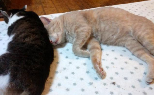 家里忽然多了只猫!还与原住民相拥而眠,闯入原因让人心疼(图3)