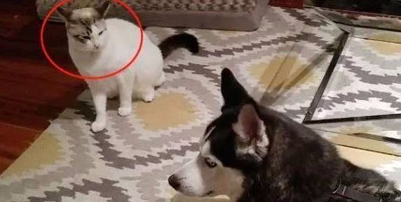 二哈无聊就拆家,结果却被猫咪“降服”了,还是猫拳厉害(图1)