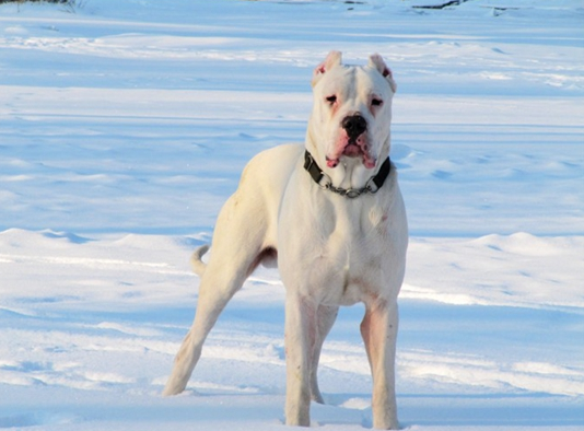 养宠常识:杜高犬如果拉稀了主人们该怎么办?(图1)