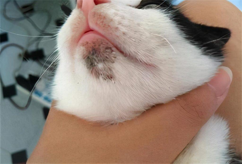 猫咪下巴黑是什么情况?去黑下巴常用这几款药推荐(图1)