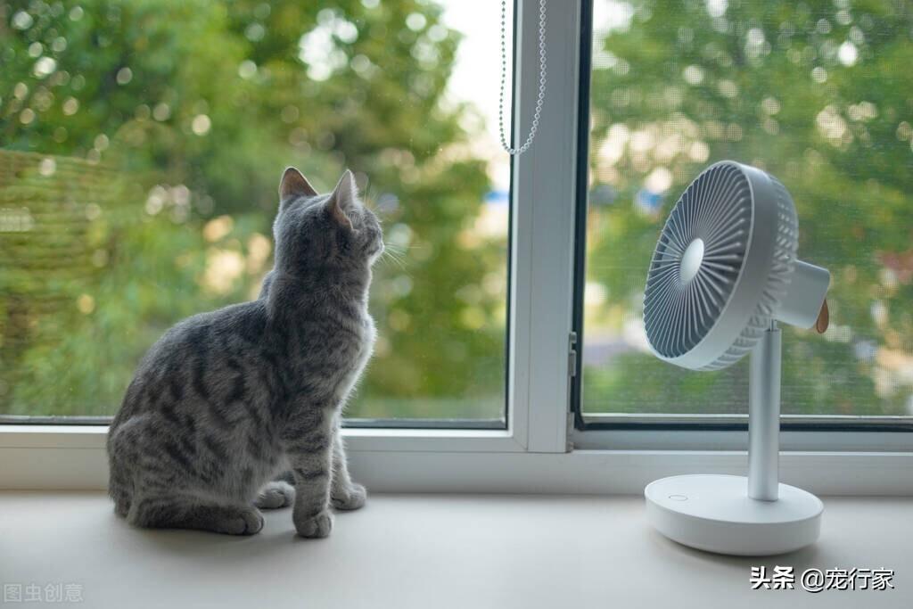 多少度对猫来说算热?猫能如何应付炎热的天气吗?(图3)