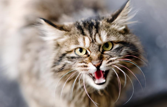 猫咪的叫声讲(关于猫咪的叫声)(图1)