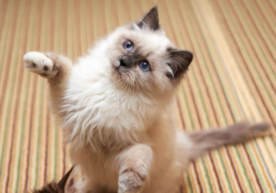 猫咪的叫声讲(关于猫咪的叫声)(图3)