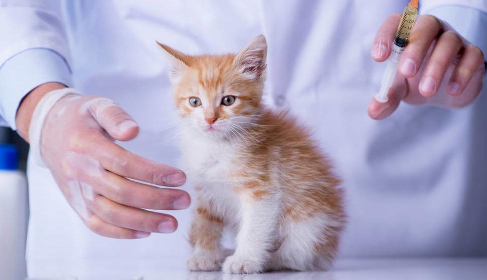 养猫你要做的4件事和又不能做的3件事 你很清楚吗?(图2)