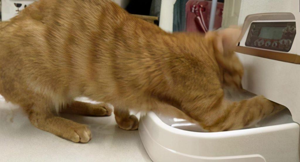 养猫你要做的4件事和又不能做的3件事 你很清楚吗?(图3)