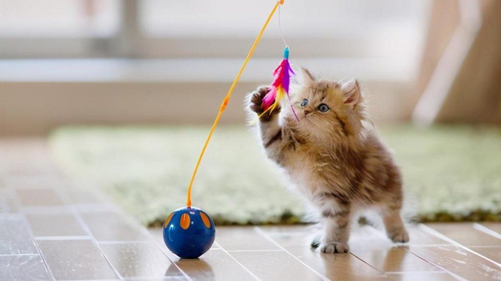 养猫你要做的4件事和又不能做的3件事 你很清楚吗?(图6)